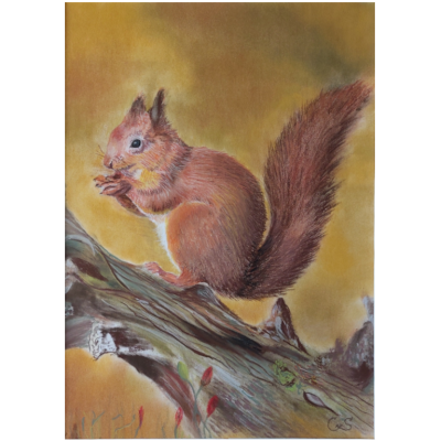 Eekhoorn 20x80