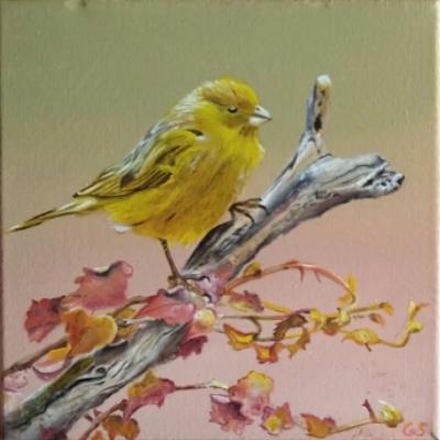 Geelgors Doek 20x20
